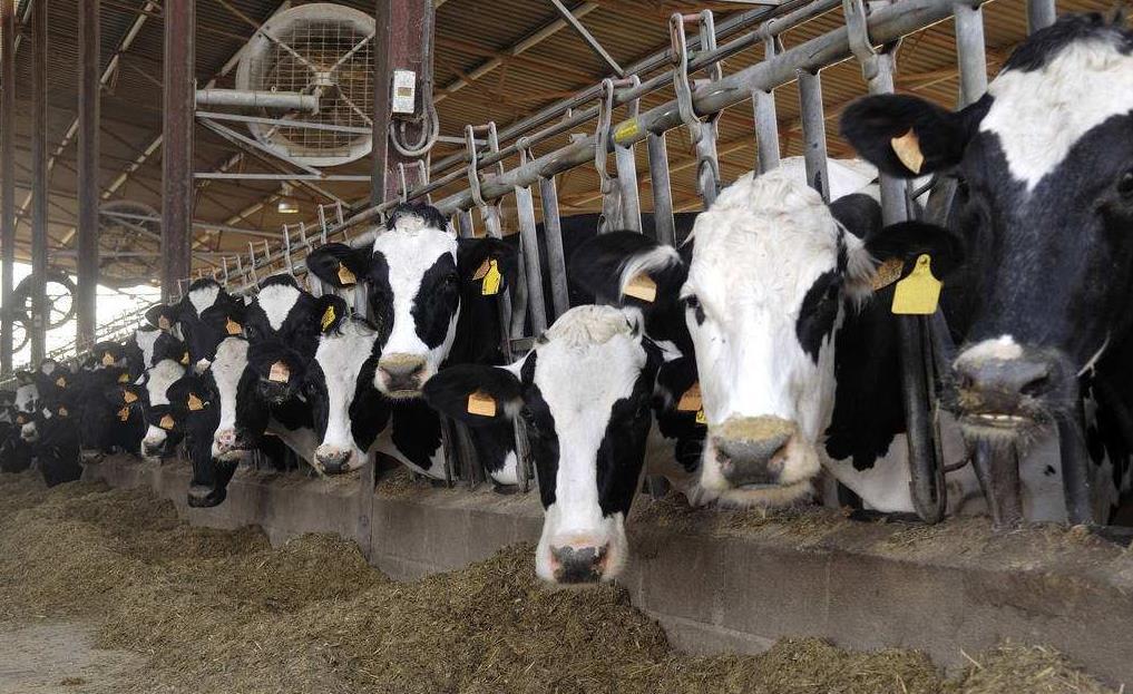 2、青貯飼料對(duì)奶牛的健康有哪些好處？ 